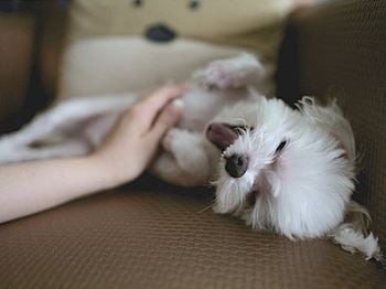 Pet friendly community